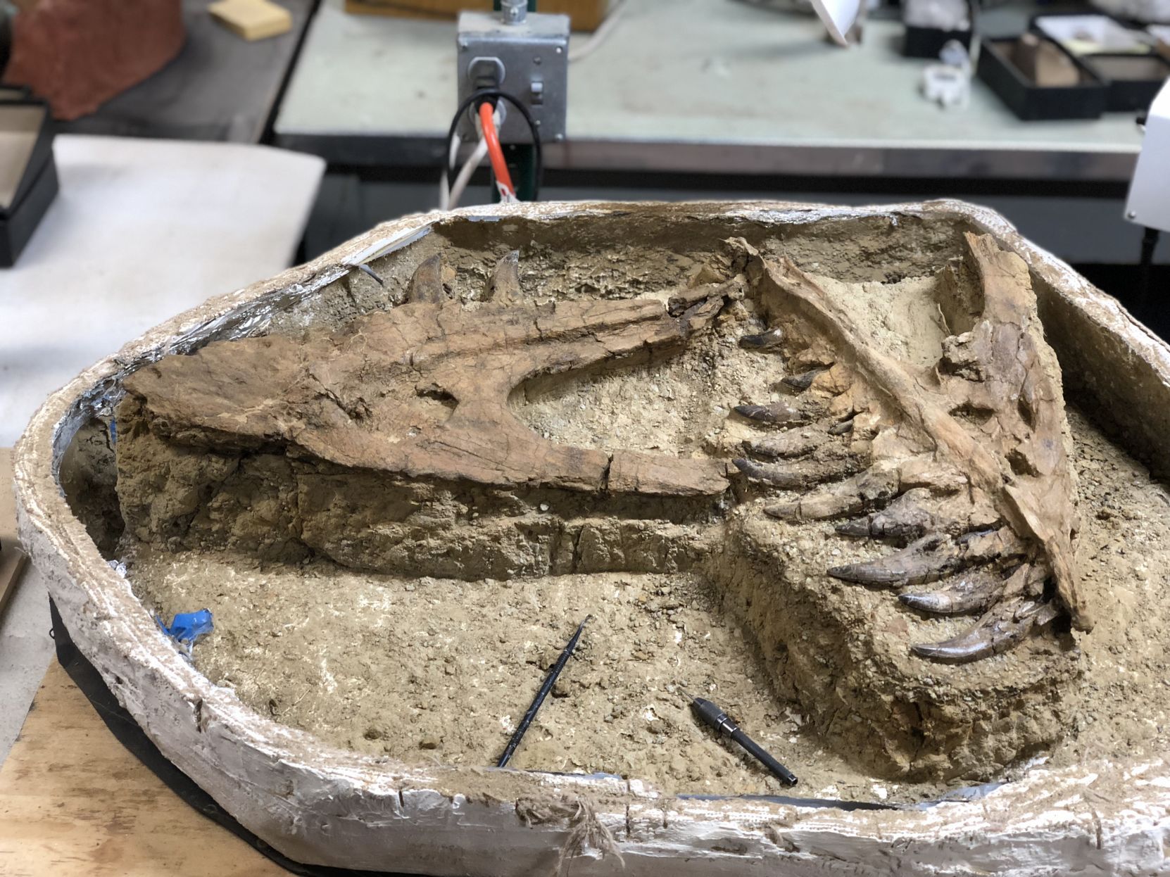 Teen T. rex?